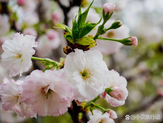 小苹果日本影院免费的相关介绍